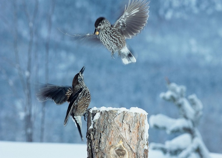 Zwei Vögel kämpfen im Winter um Nahrung