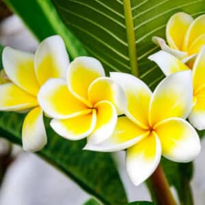 Rote Frangipani