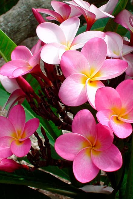 Linda gail plumeria