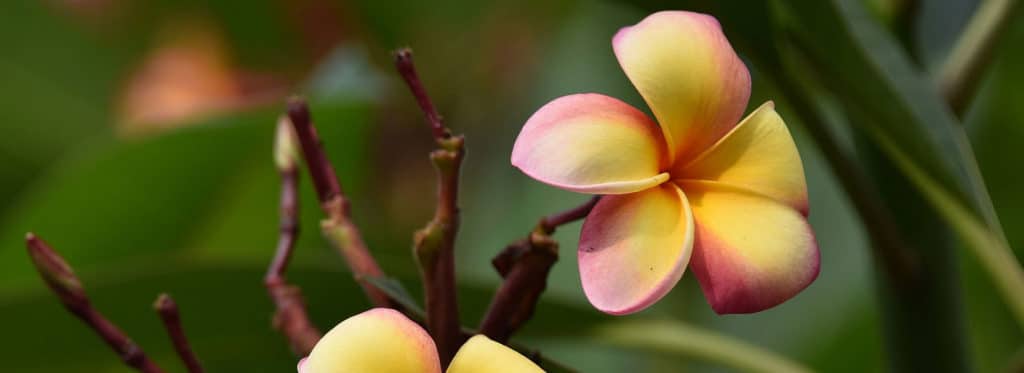 Rundes blütenblatt gelber plumeria